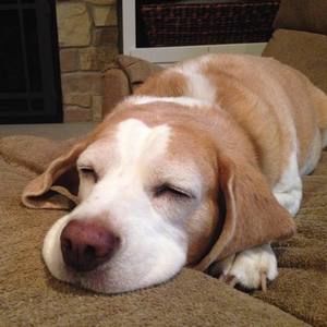 Meet your Posher, Norman